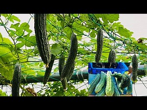 Buhay Japan: Ampalaya harvest // Grow bitter gourd at home // Ampalaya plant in my terrace