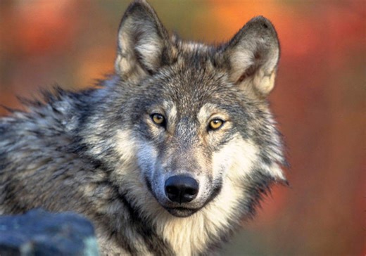 Three wolves 'lethally removed' in northern Utah, advocacy group condemns killings