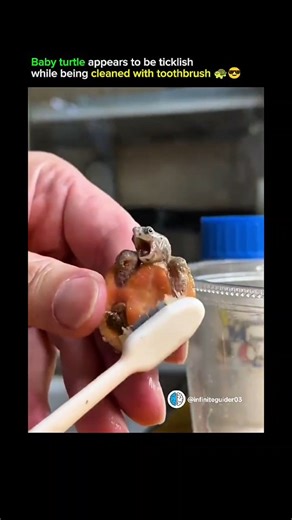 Unlimited Science 🇮🇱 on Instagram: "This adorable moment captures a baby turtle reacting playfully while being gently cleaned with a toothbrush. As the soft bristles move over its shell, the tiny turtle wiggles and stretches, looking almost ticklish. The careful cleaning helps remove dirt and algae while keeping the turtle comfortable and safe. It’s a sweet reminder that even the smallest creatures can show charming reactions during simple care routines, turning an ordinary task into a heart-m