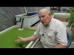 Aquaponics and Duckweed