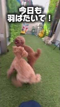 スッキリ🩷さっぱりしたよぉ🤩‼️‼️‼️ スリーワンズ最高😅‼️‼️ #いぬ #ドックラン #犬のいる暮らし #犬のいる生活 #犬 #愛犬 #ペット #わんこ #ダックス #トイプードル