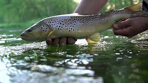 31K views · 620 reactions | We caught up with the river keepers enjoying the very best of the summer Mayfly hatch on the Test. gbeng | Loop Tackle | Facebook