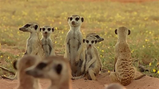 Meerkat Manor S01:E10 - Flower Power