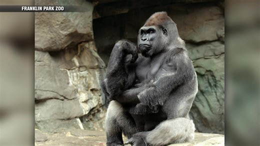 Franklin Park Zoo gorilla, Kit, dies at 38