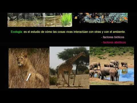 Introducción a la ecología | Ecología | Biología | Khan Academy en Español