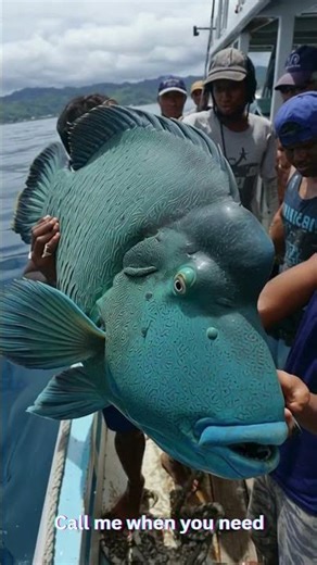 From Small and Strange to Sea Giants: Epic Fish Growth Revealed #shorts #animals #wildlife #sealife