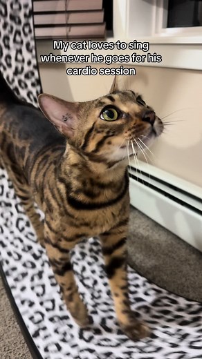 Three Nawty Cats on TikTok