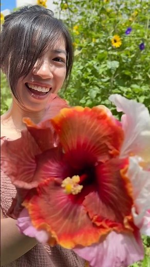 Are your hibiscus flowers actually edible? 🌺🐢 #hibiscus #gardening