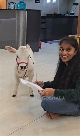 Pet Cows are so Short & Cute 😍 Which could be raised in your Home #youtube #viral #cow #love #a