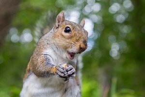 “Aggressive” squirrels forcing Florida country club to consider relocation options