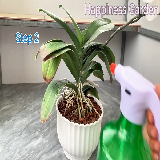 136K views · 1.9K reactions | You Only Need 1 Onion! Your Orchids Will Bloom All Year! Top 2 Recipes! | Orchid Garden USA | Facebook