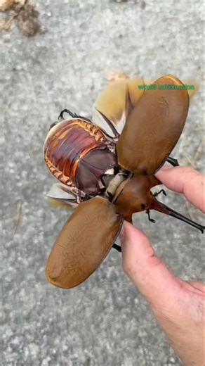 Japanese Rhinoceros Beetle.#shorts #short #JapaneseRhinocerosBeetle #RhinocerosBeetle #BeetleFacts