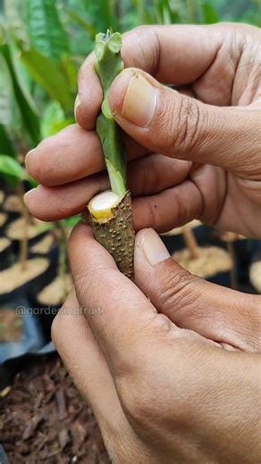 How to grafting mango Trees on rootstock EP207 #grafting #trees #gardeninglifestyle | GardeningFruit