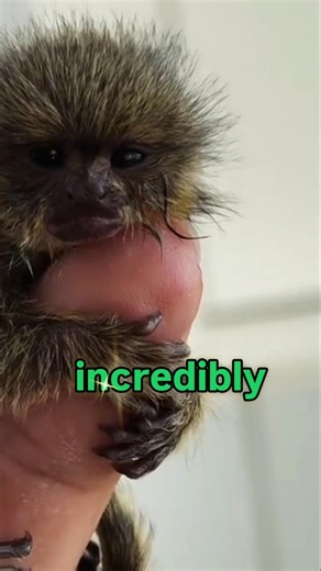 The Tiniest Treasure: A Finger-Sized Monkey's Adorable Nap|Meet the World's Smallest Monkey🐒 #Shorts