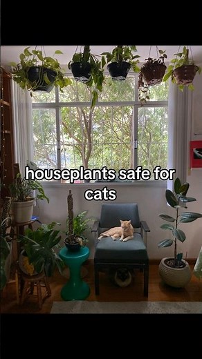 🐱🌿 5 Houseplants That WON'T Poison Your Cat! #PlantCare #CatSafe #Houseplants