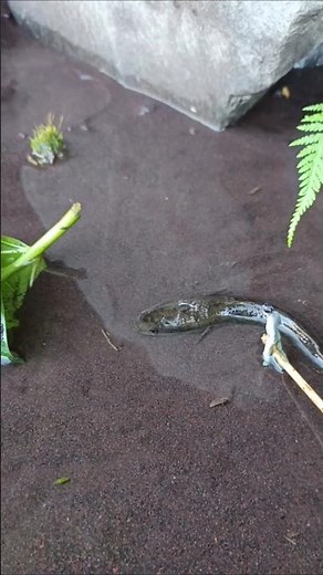 snakehead fish how to catch - SNAKEHEAD FISH #shorts #fish #channa #viralvideo