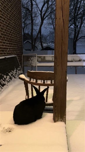 Bunny checking on the weather 🌨️ more snow bunny ❄️