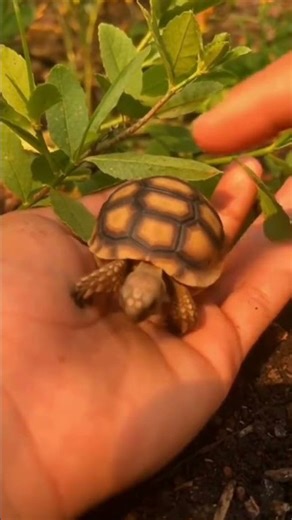 A Baby Tortoise Walked Into My Hand 🐢🌿 (Gentle Calming Moment)
