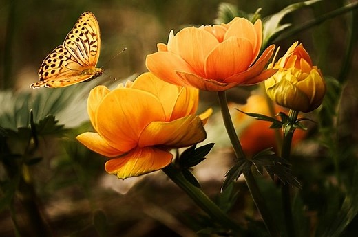 Orange Butterfly Meaning: 5 Spiritual Symbolisms and Messages