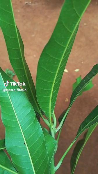 Maître FIFA sur TikTok