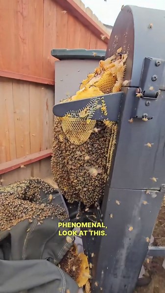 You Won't Believe Where These Bees Built a Giant Hive!