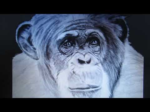 Monkey Sketch by artist Paul Hawkyard