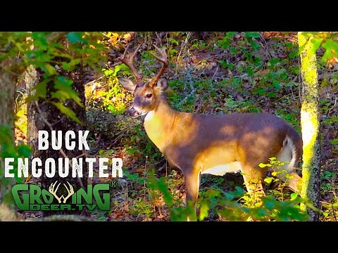 Pre-rut Observations: Buck Grunt