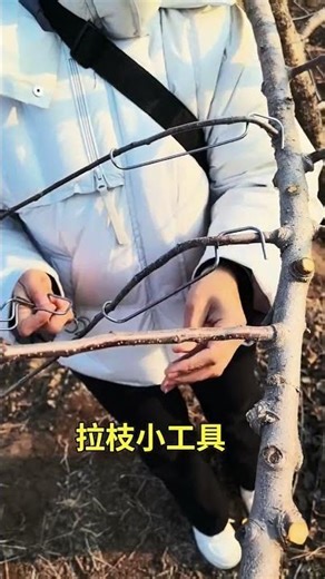 Improved Type-16 Branch Puller | Fast & Reusable Tree Training Tool #fruitplant #tools #shortsfeed