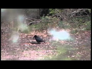 Grey Squirrel & rook shooting with, Air Arms S200 .177 Air rifle.wmv