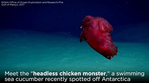 'Headless chicken monster' spotted swimming in Antarctic Ocean