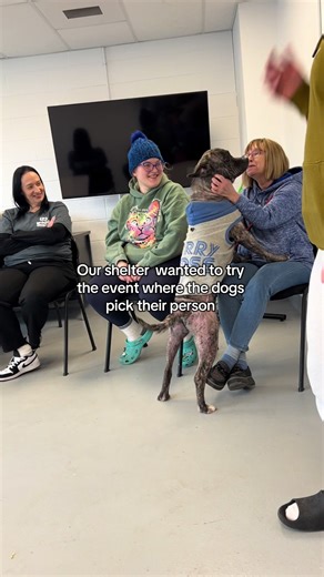 Trial Run for the Pick Me Dog Adoption Event