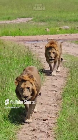 Lions Walk Together Group Grace in the Wild