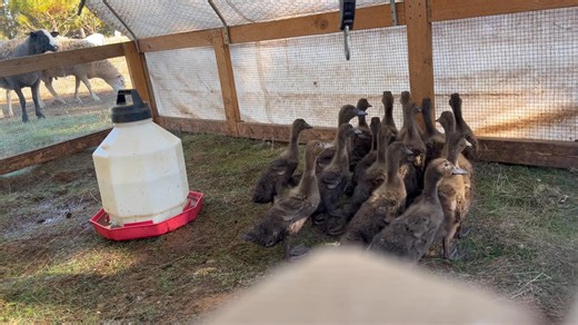 Layer ducks on grass. Put them out this morning from the brooder. They are a bit flighty, but they are much happier here. #pasturedeggs #pasturedducks make some happy eggs. :) | PastureWorks | Facebook