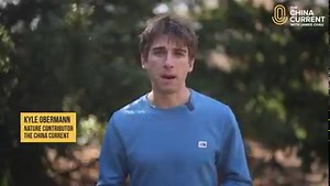 China’s finally reopening post-pandemic. Nature Contributor Kyle shares the five biggest stories from China’s nature over the last 12 months. From new national parks to lower emissions cities, it was another big year for the country’s push to go green. | The China Current