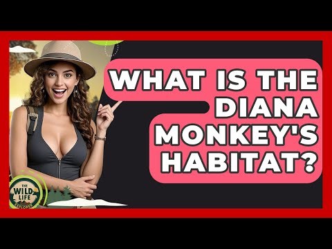 What Is The Diana Monkey's Habitat? - The Wild Life Explorer
