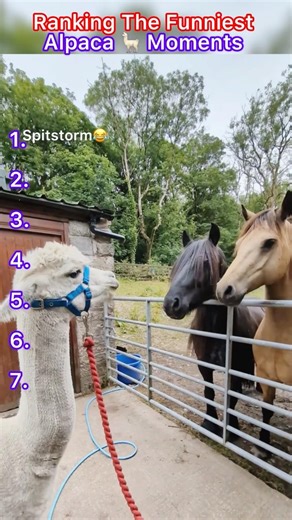 Ranking The Funniest Alpaca Moments