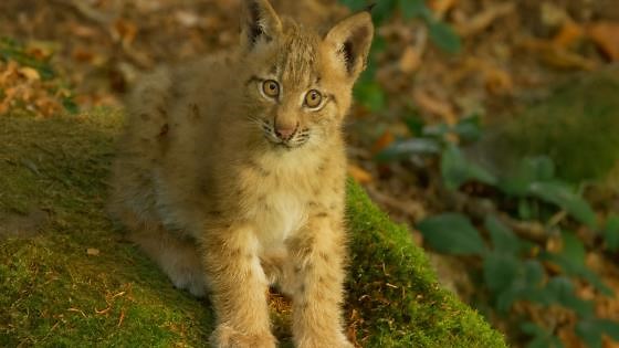 Lynx Cubs Playing Among the Rocks in the Wild