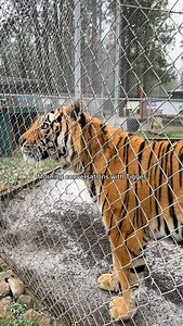 Tigger had a lot to say about the tree cutting today #spokanewa #tiger #siberiantiger #bigcats #animalrescue | Cat Tales Wildlife