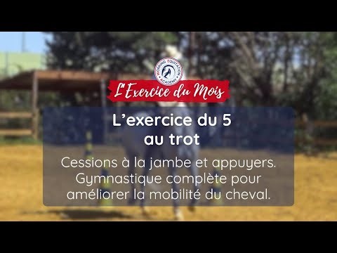 Cessions à la jambe et appuyers - Une gymnastique complète pour améliorer la mobilité du cheval