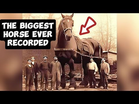 The Majestic Sampson: A Tale of the Shire Horse