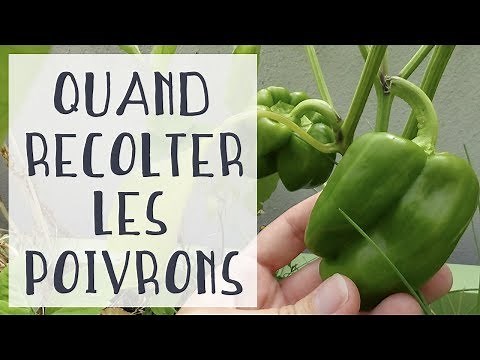 Quand récolter les poivrons ? | Chaîne de jardinage