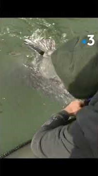 "Les dents de la mare", à la découverte du silure, le plus gros poisson d'eau douce au monde