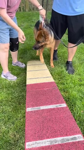 #flashbackfriday to the time we tried agility with Ada. She wasn’t a fan 😂 #agility #agilitytraining #gsd #germanshepherd #gsdofinstagram #dogs #dogsofinstagram #gsdlife #gsdnation | Ada’s Favorites