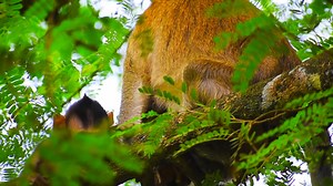 3.5K views · 89 reactions | The cute Boston monkey baby can walk a little, but he does not know how to eat. | Monkey BC | Facebook