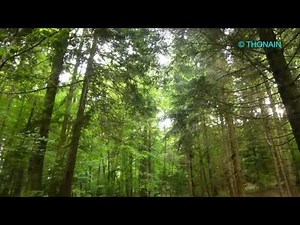 ASMR CHANT D'OISEAUX FORET - BIRDS SONGS relaxation pause détente repos zen ambiance animaux nature
