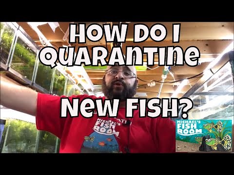 How To Quarantine New Fish? How to treat new fish?