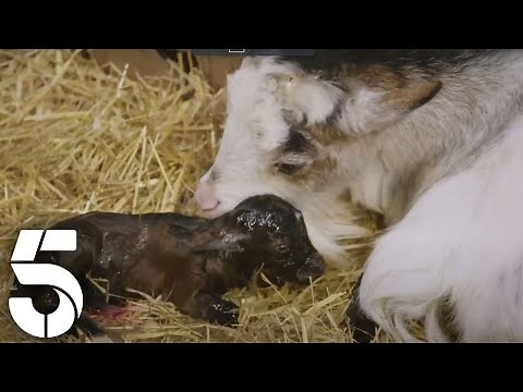 The Farm Welcomes a New Born | Springtime on The Farm | Channel 5