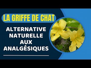 Griffe de chat | Utilisations | Contre-indications | Posologie | Choisir un bon produit