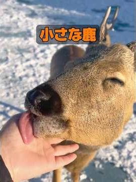 動物には本当に感情があるのか​​？ #動物 #動物プロダクション #animals #自然 #癒し