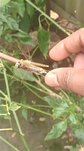 how you can catch a dragonfly ||insectworld ||entomology